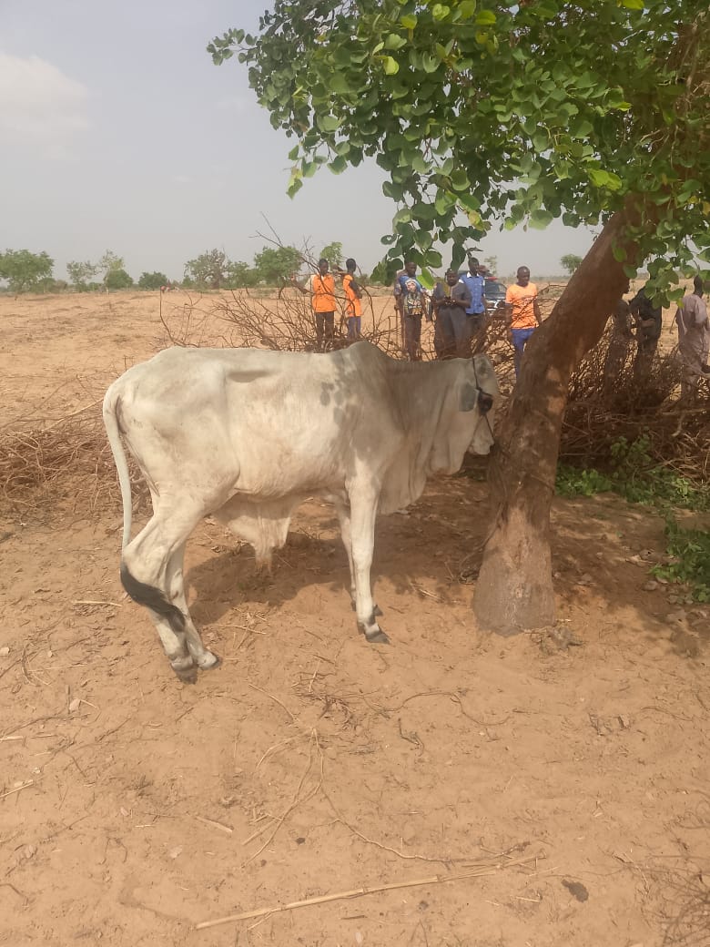 Jigawa Police Foil Kidnap Plot, Smash Robbery Syndicate, Recover Motorcycles, Cows, Vandalised Cables