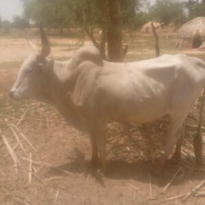 Jigawa Police Arrest Suspected Vandals, Cattle Rustlers, Drug Dealers, Recover 3,427 Illicit Drugs

