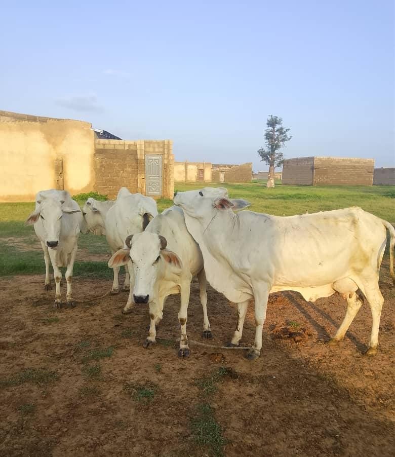 Troops Free Nine Kidnap Victims, Recover 56 Stolen Animals, Nab Terror Suspect
‎