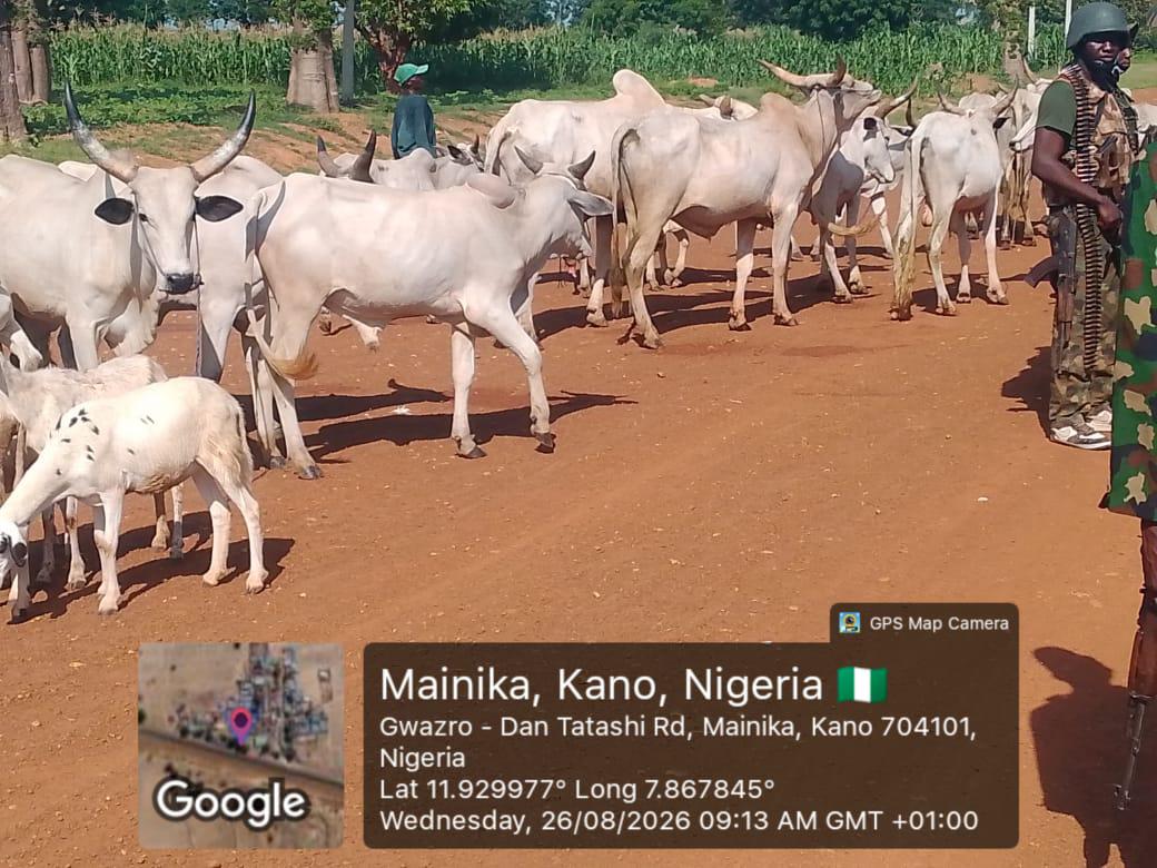 Troops Rescue Two Kidnap Victims, Recover 94 Rustled Livestock in Kaduna, Kano
