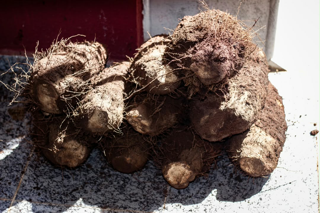 Ugboba King, Obi Ezedimbu, Celebrates 10th New Yam Festival as Political Leaders, Others Identify with Him