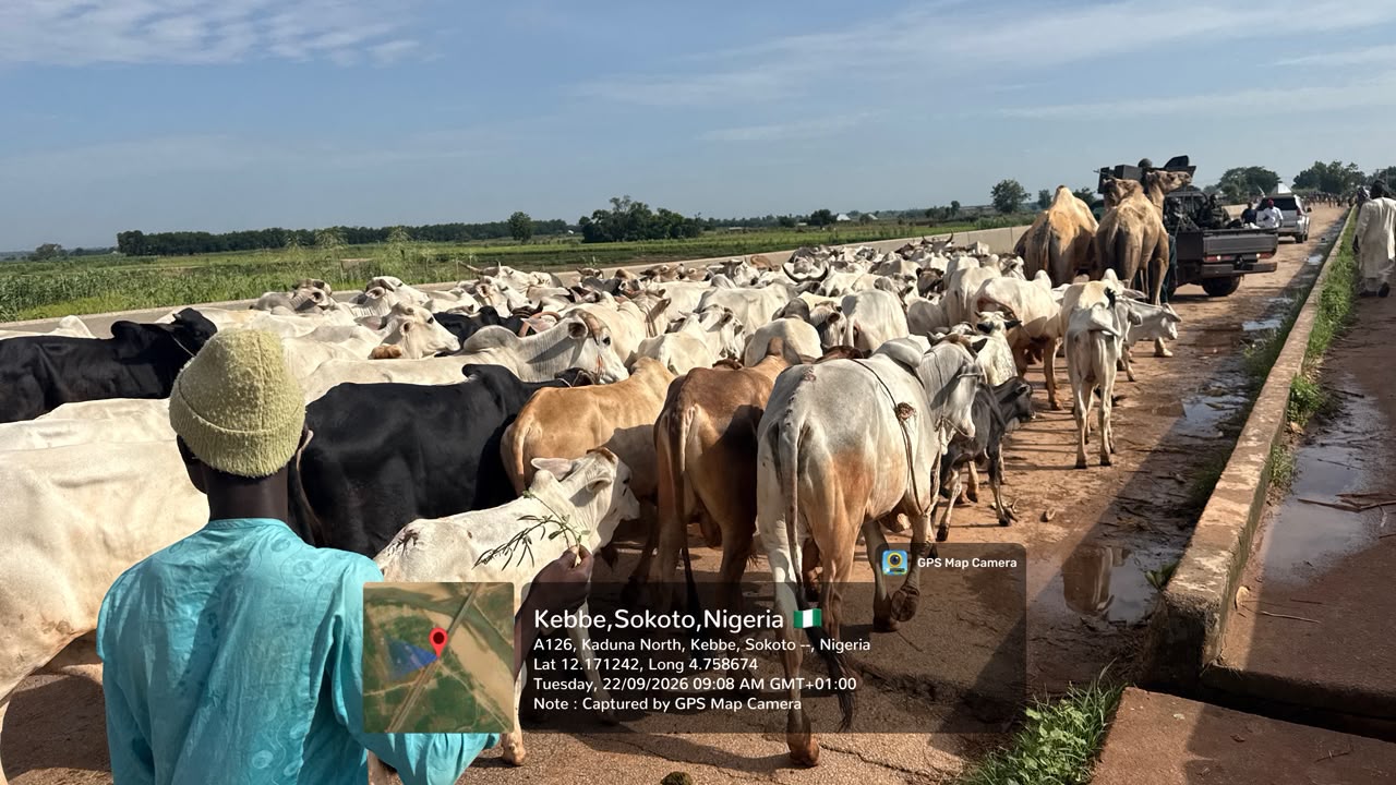 Troops foil terror attack, recover massive herd of rustled cattle in Sokoto