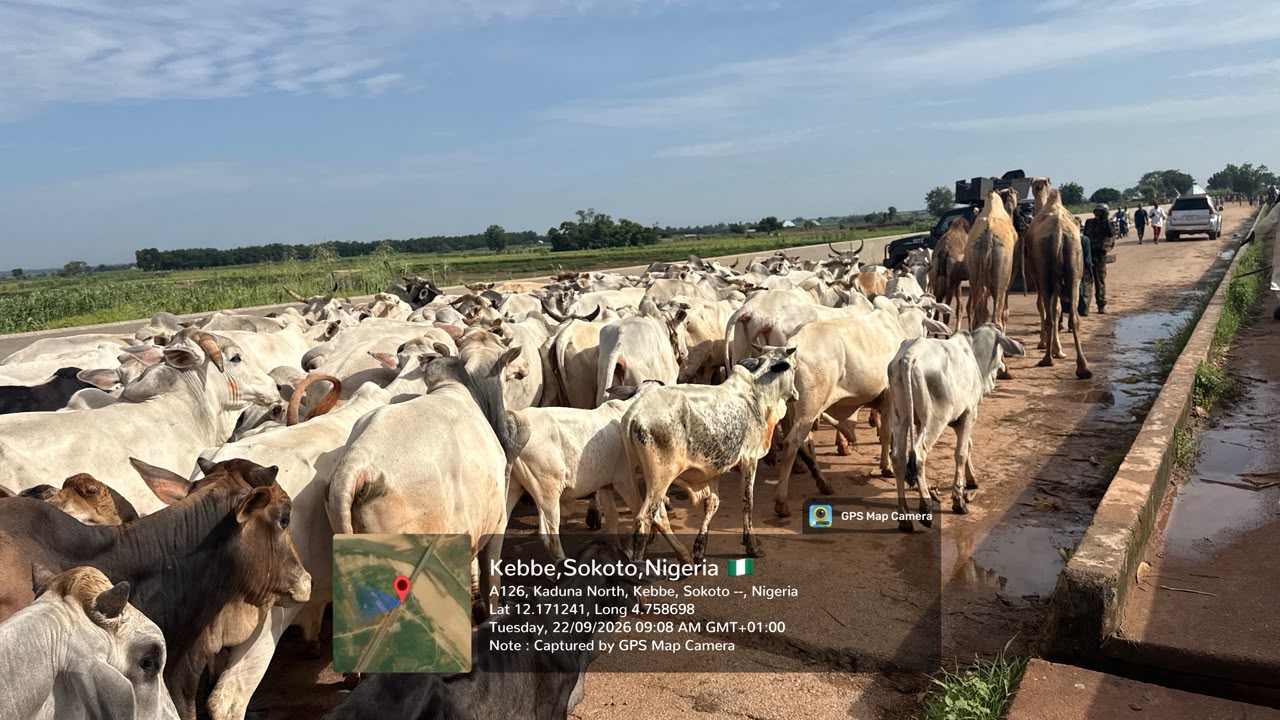 Troops foil terror attack, recover massive herd of rustled cattle in Sokoto